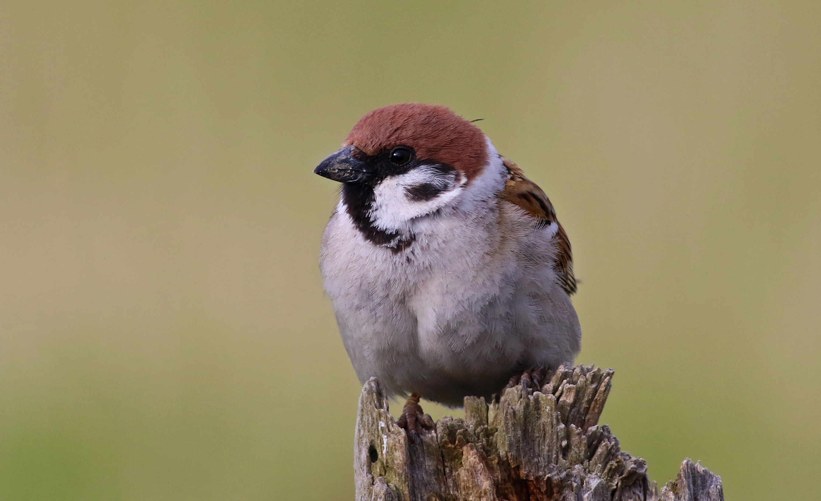 Eurasian Tree Sparrow